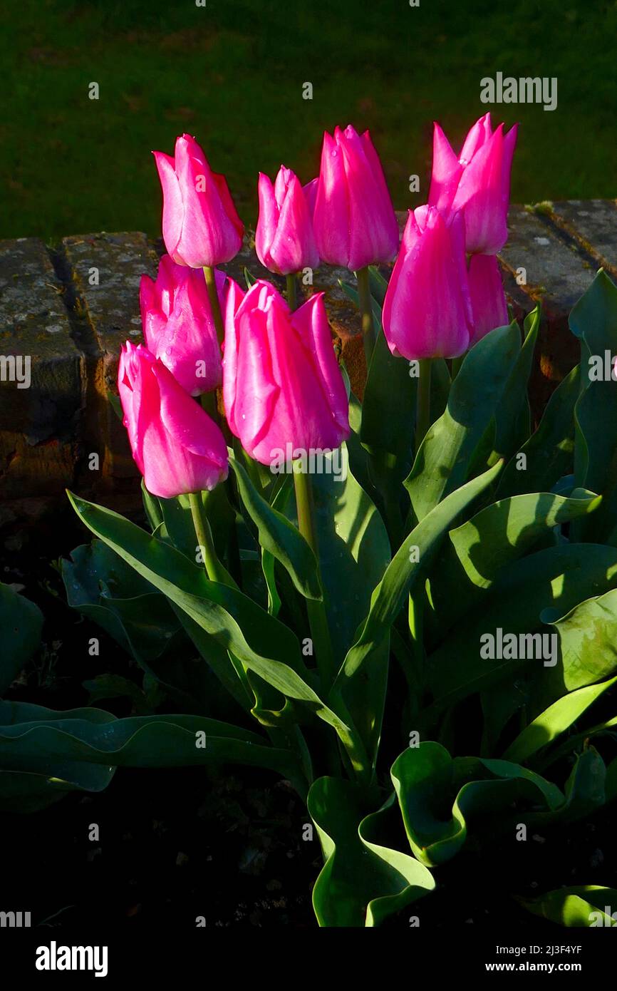 07/04/2022 Gravesend UK Frühling blühende Tulpen in der Morgensonne nach einem erfrischenden Regenschauer. Stockfoto