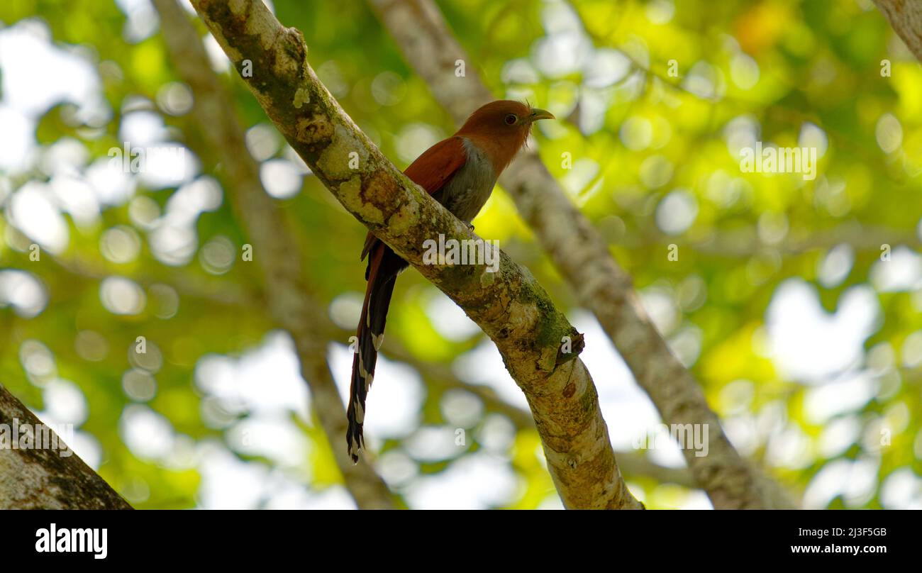 Tropischer Vogel, der auf einem Baum sitzt Stockfoto