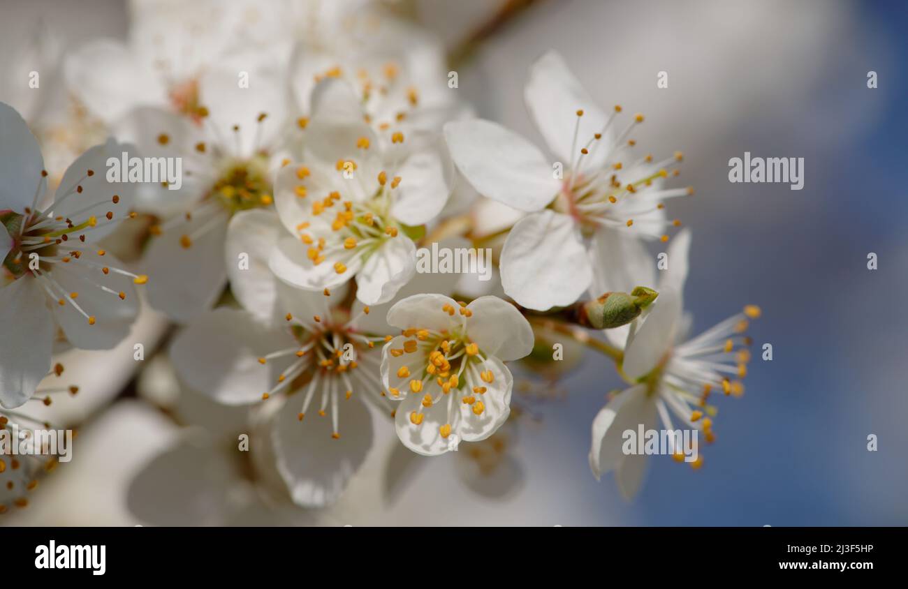 Nahaufnahme einer Baumblüte Stockfoto