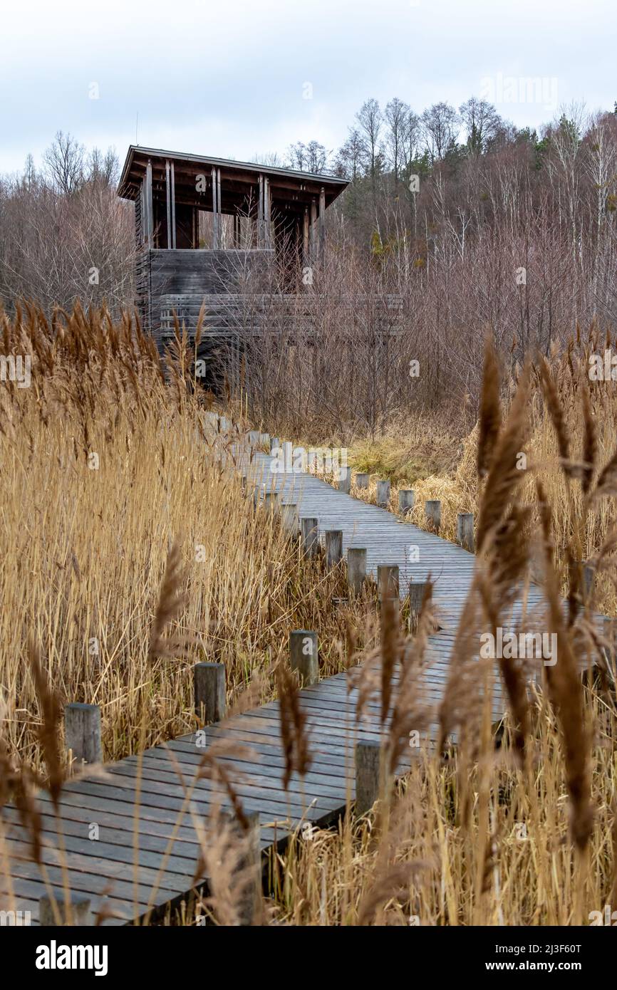 Ein hölzerner Pier und ein Aussichtsturm auf einem Schilffeld im Nationalpark. Das Foto wurde an einem bewölkten Herbsttag aufgenommen Stockfoto