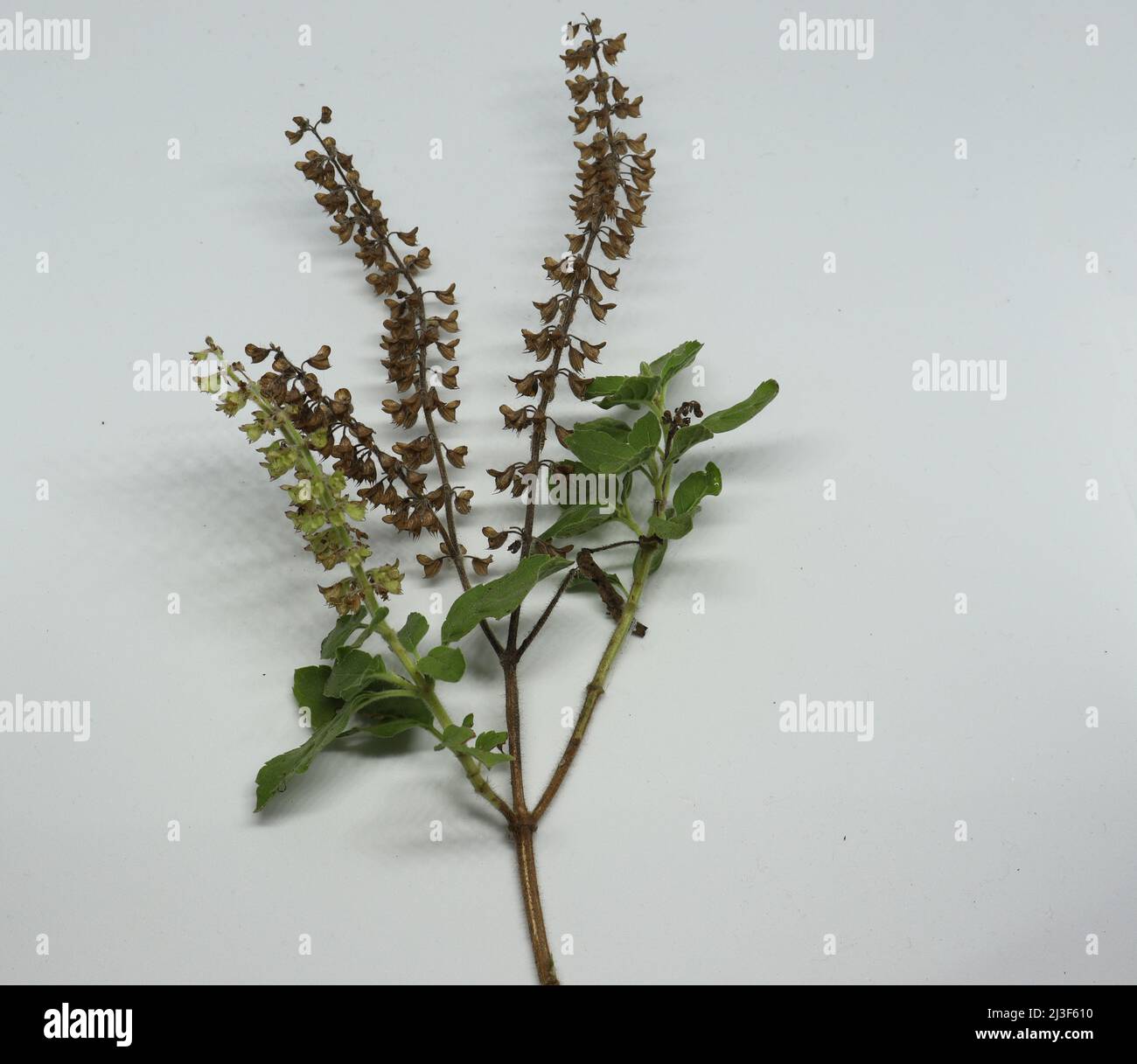 Hindi Name: Tulsi englischer Name: Heiliger Basil Lateinischer Name: Ocimum sactum Linn Penn. Mit weißem Hintergrund Stockfoto