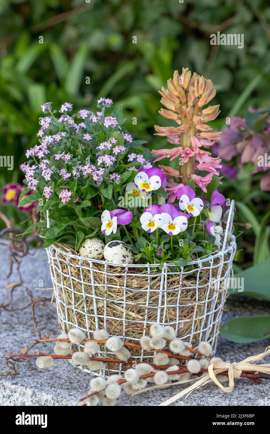 Rosa Viola Blume, vergessen Sie mich nicht Blume und Hyazinthe im Korb im Garten Stockfoto