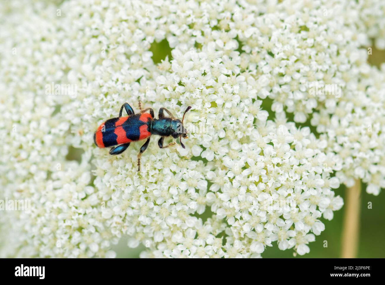 Bee Beetle - Trichodes apiarius, kleiner schöner Käfer aus europäischen Wäldern und Wäldern, Tschechien. Stockfoto