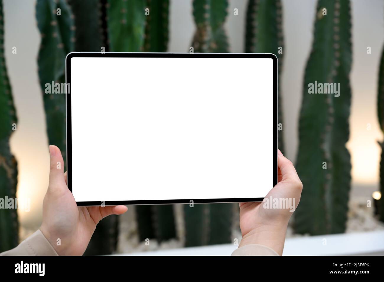 Frau Hände halten digitale Tablet Touchpad weißen Bildschirm Mockup über verschwommene Innen Kaktusgarten im Hintergrund. Nahaufnahme Stockfoto