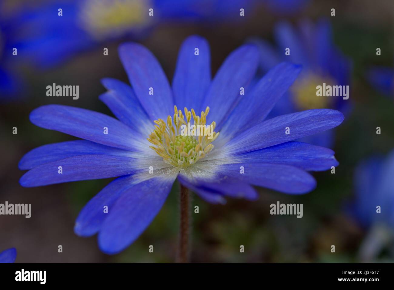 Makrofotografie einer blauen Anemone, Gartenblume, Frühling Stockfoto