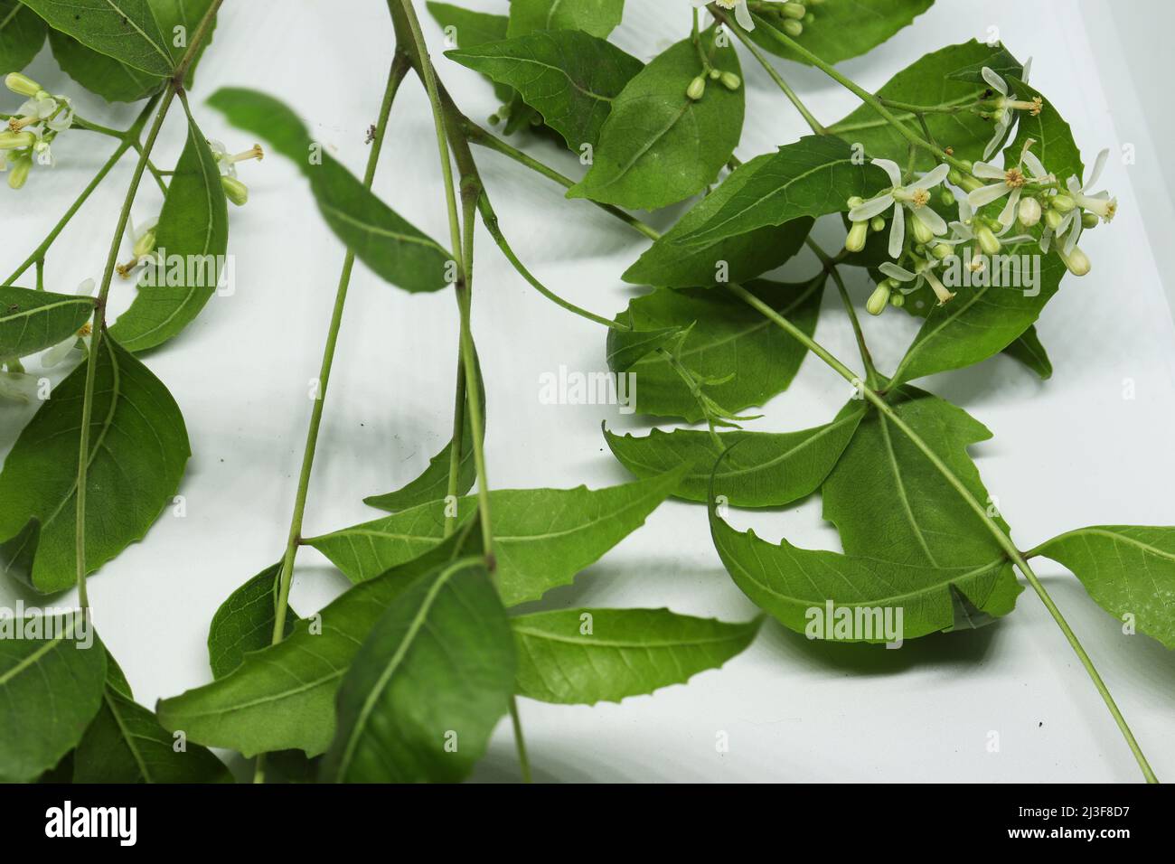 neem Blatt und Neem Blatt Blume. Mit weißem Hintergrund Stockfoto