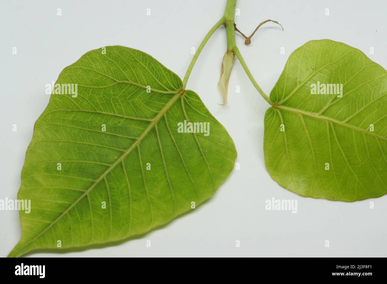 Blatt des heiligen Feigenbaums Fichtenblatt (Ficus religiosa) mit unscharfem Hintergrund Stockfoto