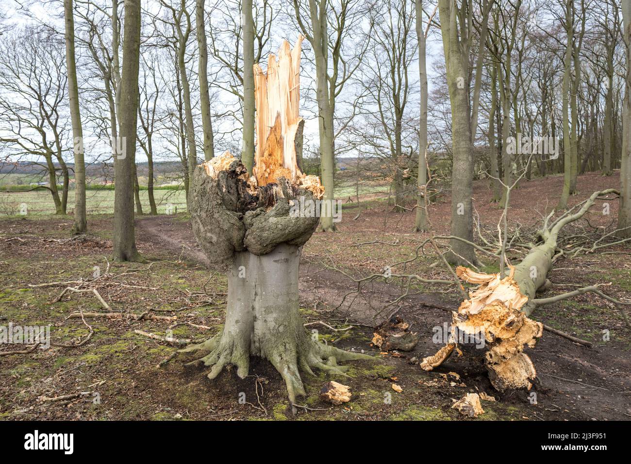 Wind beschädigte Buche mit gebrochenem Stamm, der auf dem Waldboden lag. Stockfoto