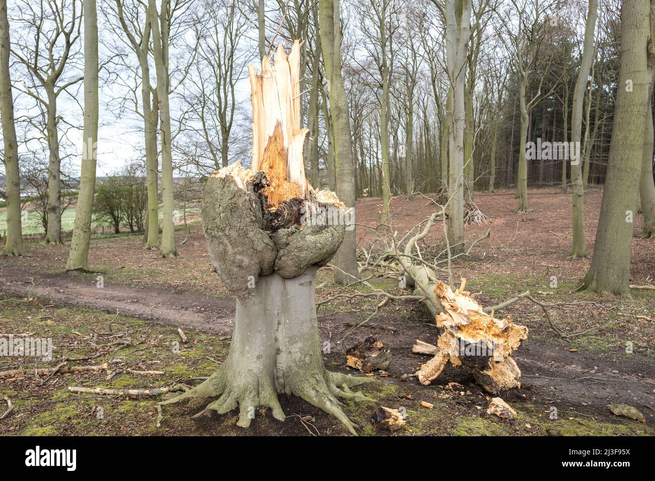 Wind beschädigte Buche mit gebrochenem Stamm, der auf dem Waldboden lag. Stockfoto