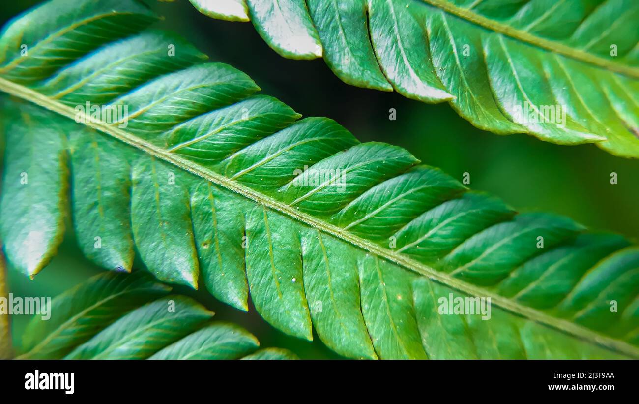 goldfruchtpalme sommer drauen Goldfruchtpalme XL | Dypsis