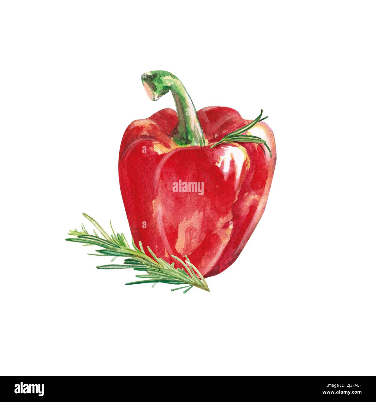 Aquarell-Gemüse. Roter Pfeffer und Rosmarin. Paprika. Aquarelldarstellung auf weißem Hintergrund. Von Hand gezogener, frischer roter Pfeffer papr Stockfoto