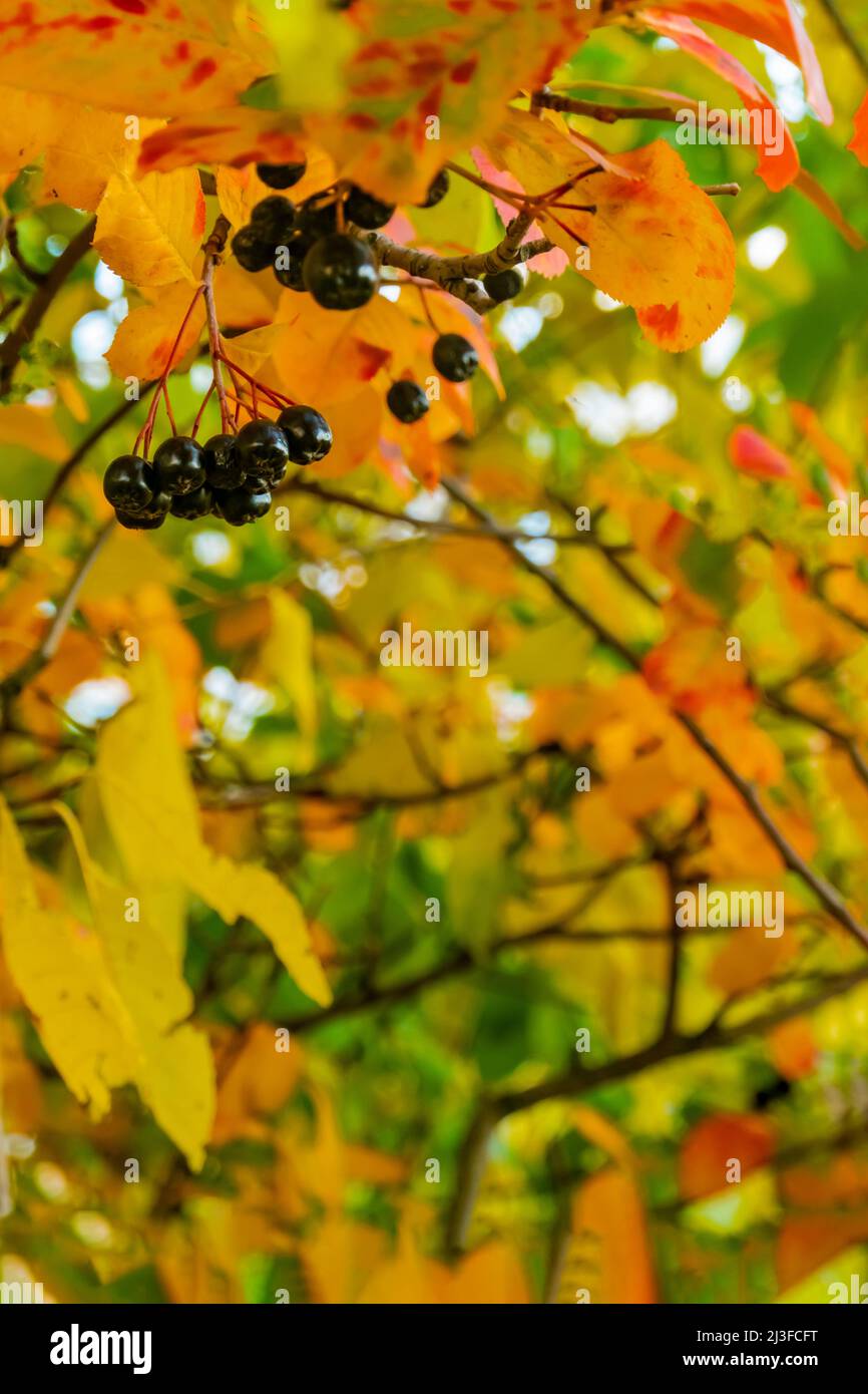Helle Herbsthintergrund Blätter und Früchte von Apfelbeere Bush Stockfoto