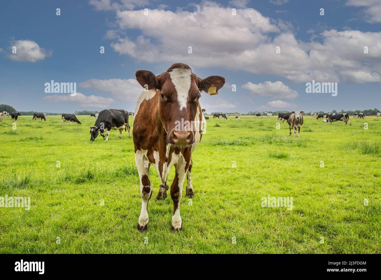 Nahaufnahme einer Milchkuh auf einer saftig grünen Wiese mit blauem Himmel mit Cumuluswolken und einer Herde Kühe im Hintergrund Stockfoto