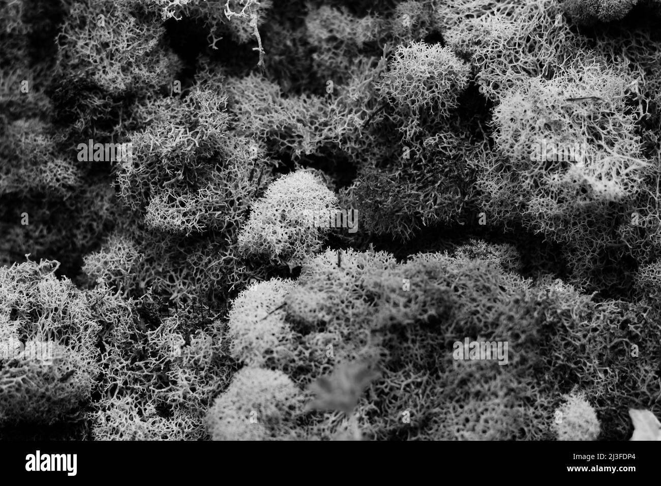 Klumpiges, holpriges Moos, das auf dem Boden in Schwarz und Weiß wächst. Stockfoto
