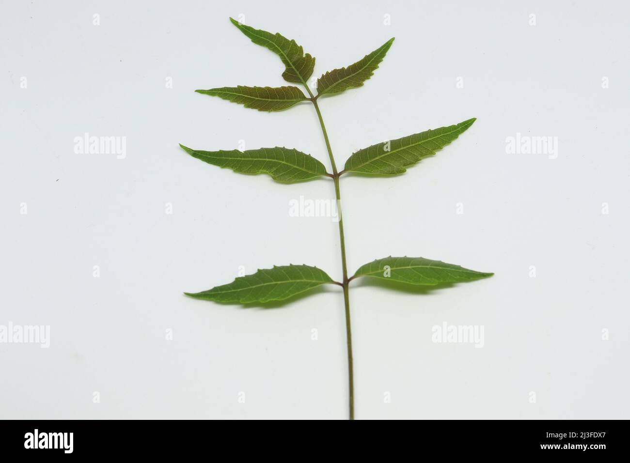 neem Blatt Fichtenblatt. Mit weißem Hintergrund Stockfoto