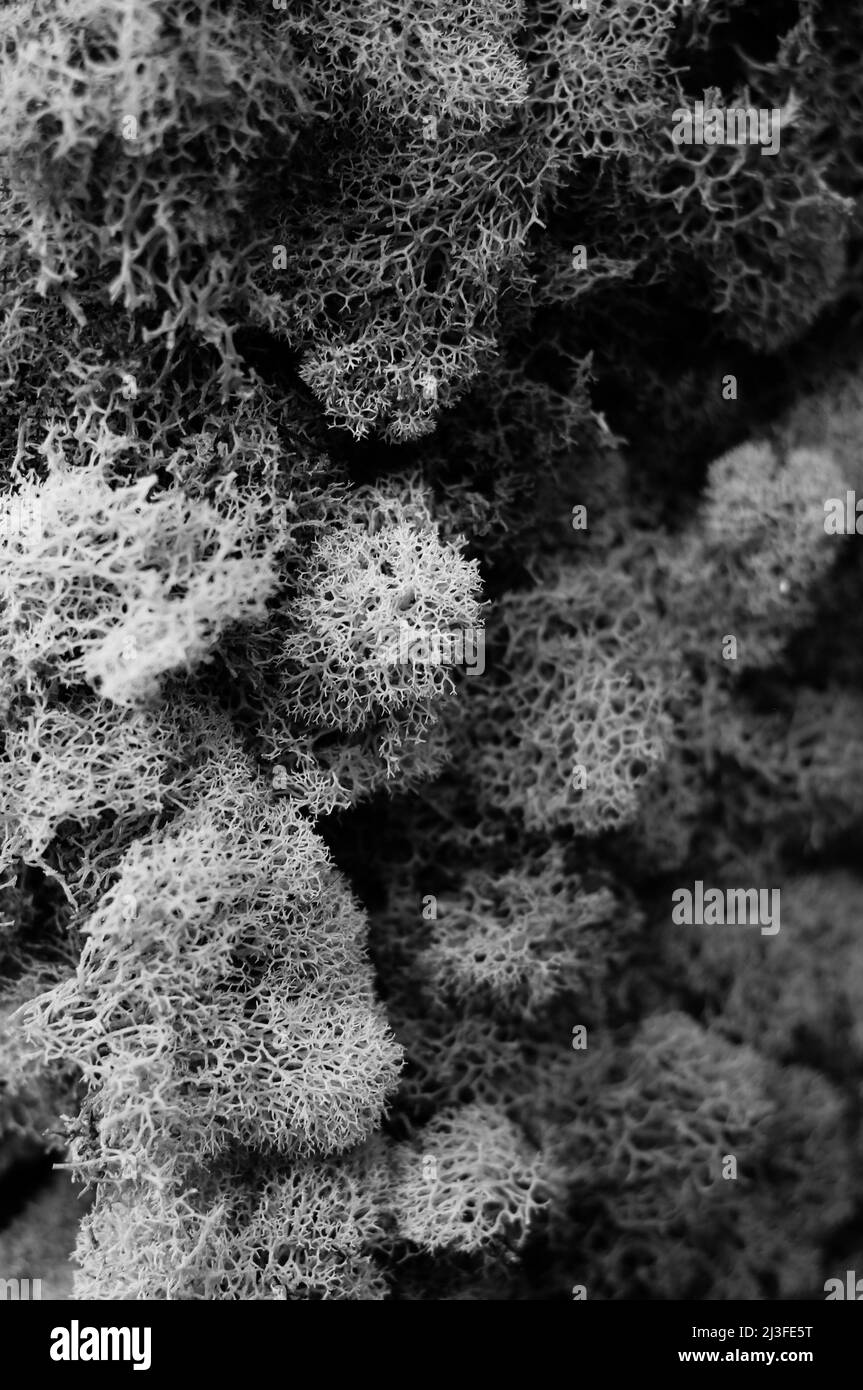 Klumpiges, holpriges Moos, das auf dem Boden in Schwarz und Weiß wächst. Stockfoto