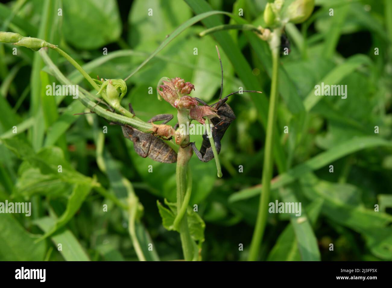Überblick über einen schwarzen und grauen Squash-Käfer. Coreus marginatus Stockfoto