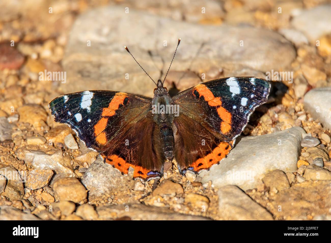 Insekten, Schmetterling, Schweiz, Tier, Wild, Tierwelt, Natur, Nymphalidae, Vanessa atalanta, Lepidoptera Stockfoto