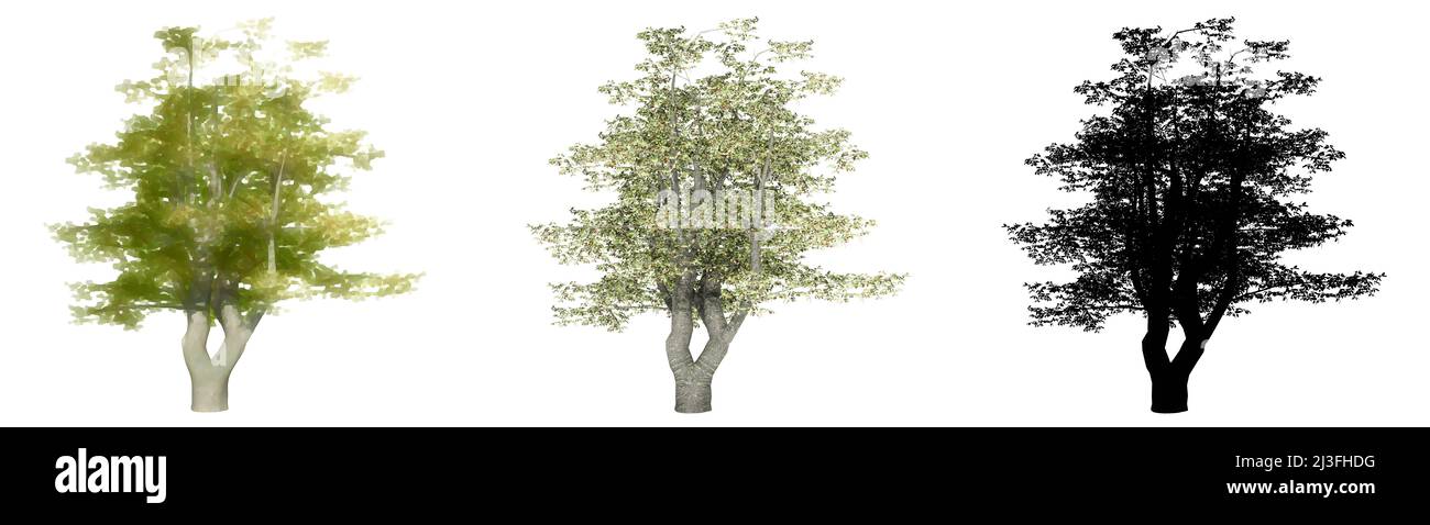 Set oder Sammlung von Kirschbäumen, bemalt, Natur und als schwarze Silhouette auf weißem Hintergrund. Konzept oder konzeptionelle 3D Illustration für die Natur, e Stockfoto