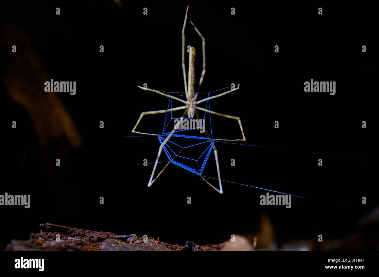 Netzspinne Deinopis longipes, La araña cara de ogro, Bau von blauem Spinnennetz, Maquenque Eco Lodge, Costa Rica, Mittelamerika Stockfoto