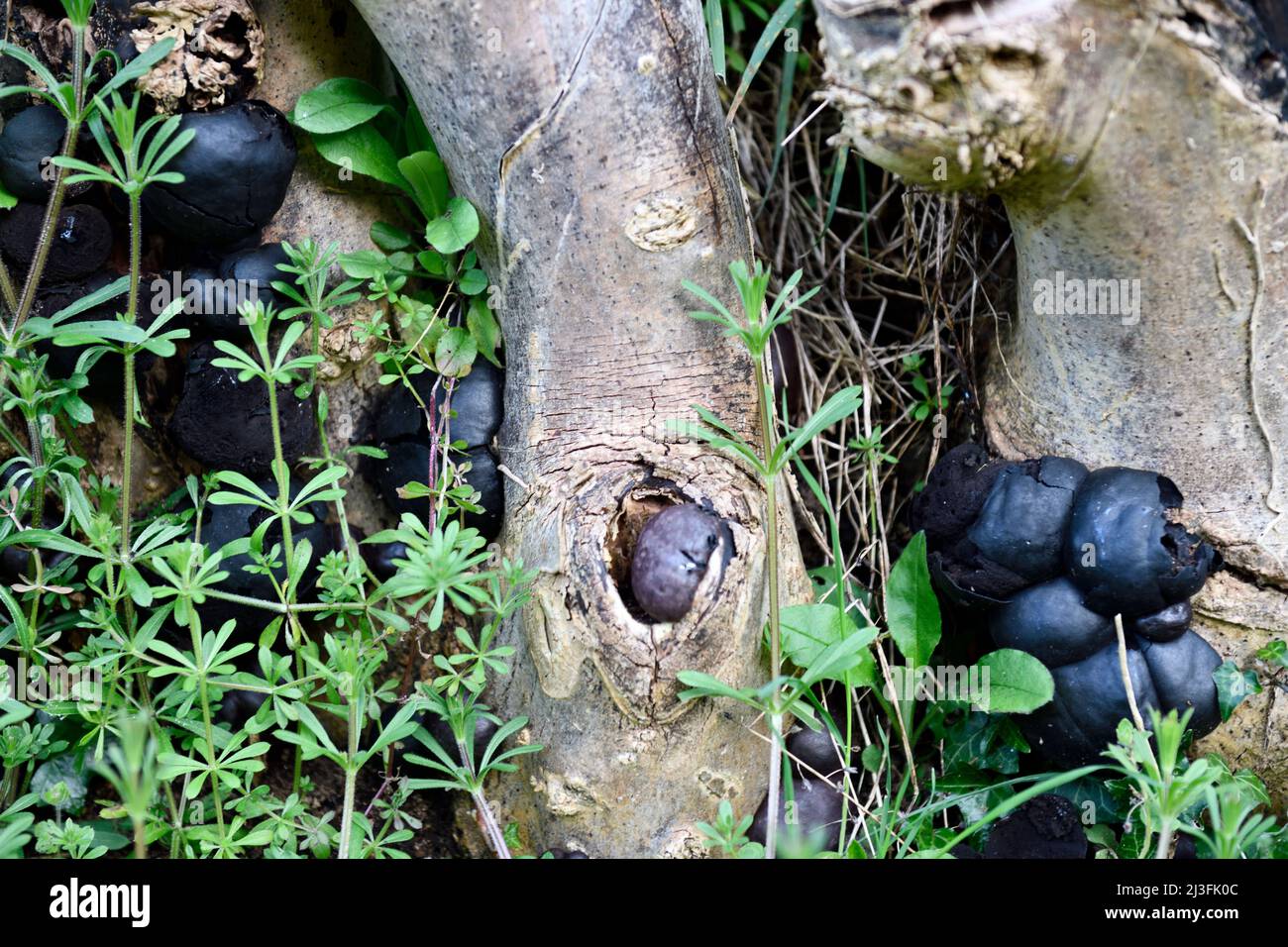 Black Ball Fungus (Daldinia concentrica) auf Tree Stumps Hook Norton Oxfordshire England großbritannien Stockfoto