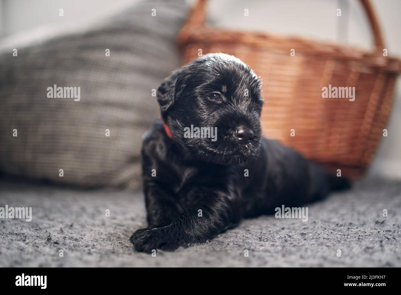 Porträt eines fröhlichen Welpen des schwarzen Riesen Schnauzer. Netter Hund, der auf dem Sofa liegt und die Kamera anschaut. Stockfoto
