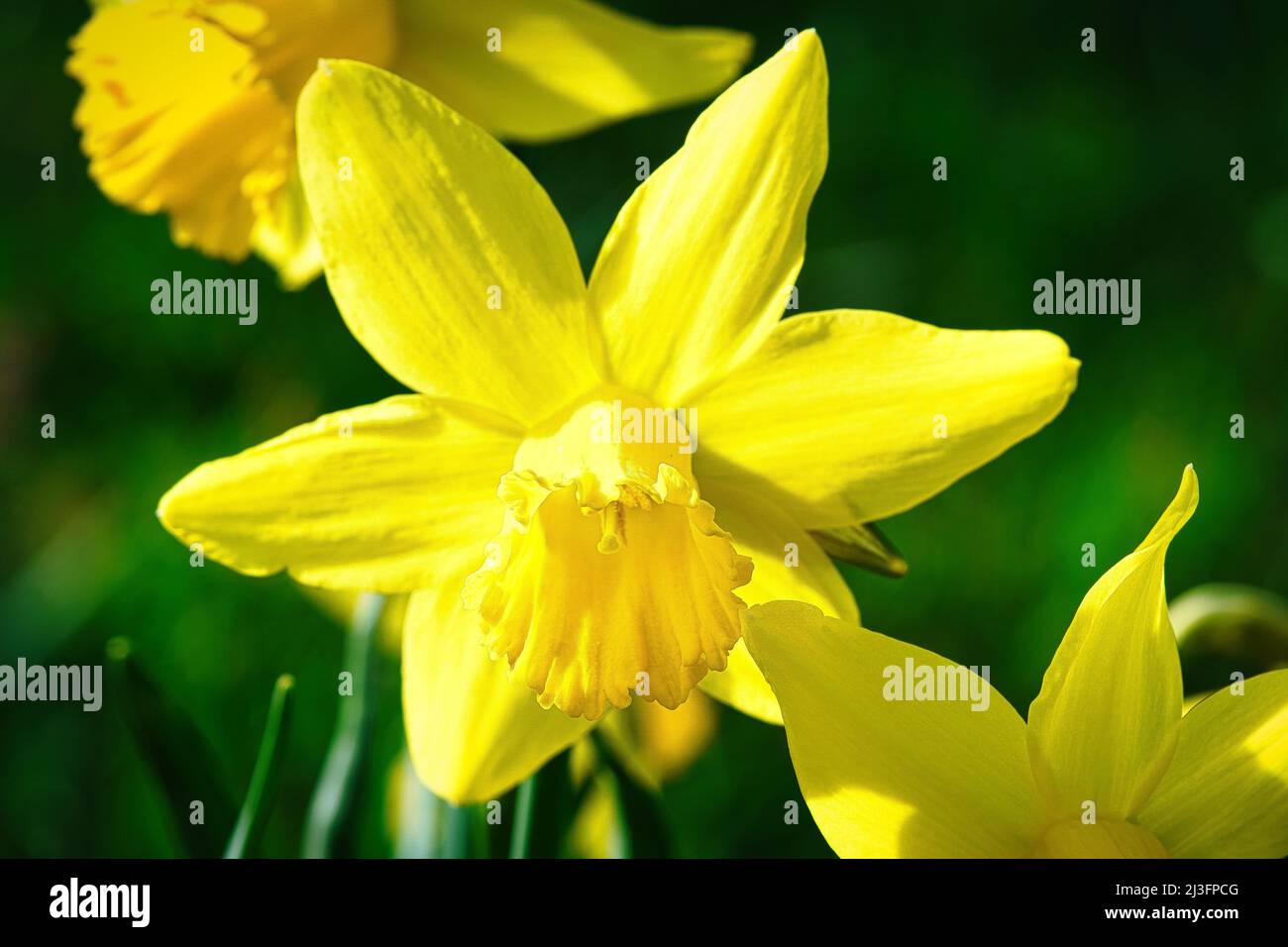 Flora y fauna de primavera Fotos und Bildmaterial in hoher Auflösung