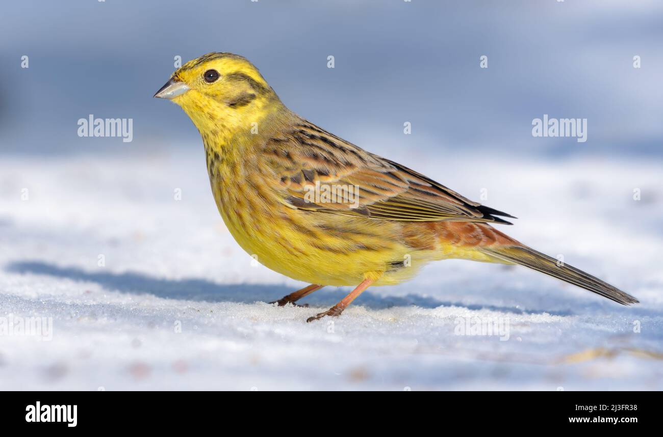 Der glänzende männliche Yellowhammer (Emberiza citrinella) steht an sonnigen Tagen auf dem Schneeboden Stockfoto