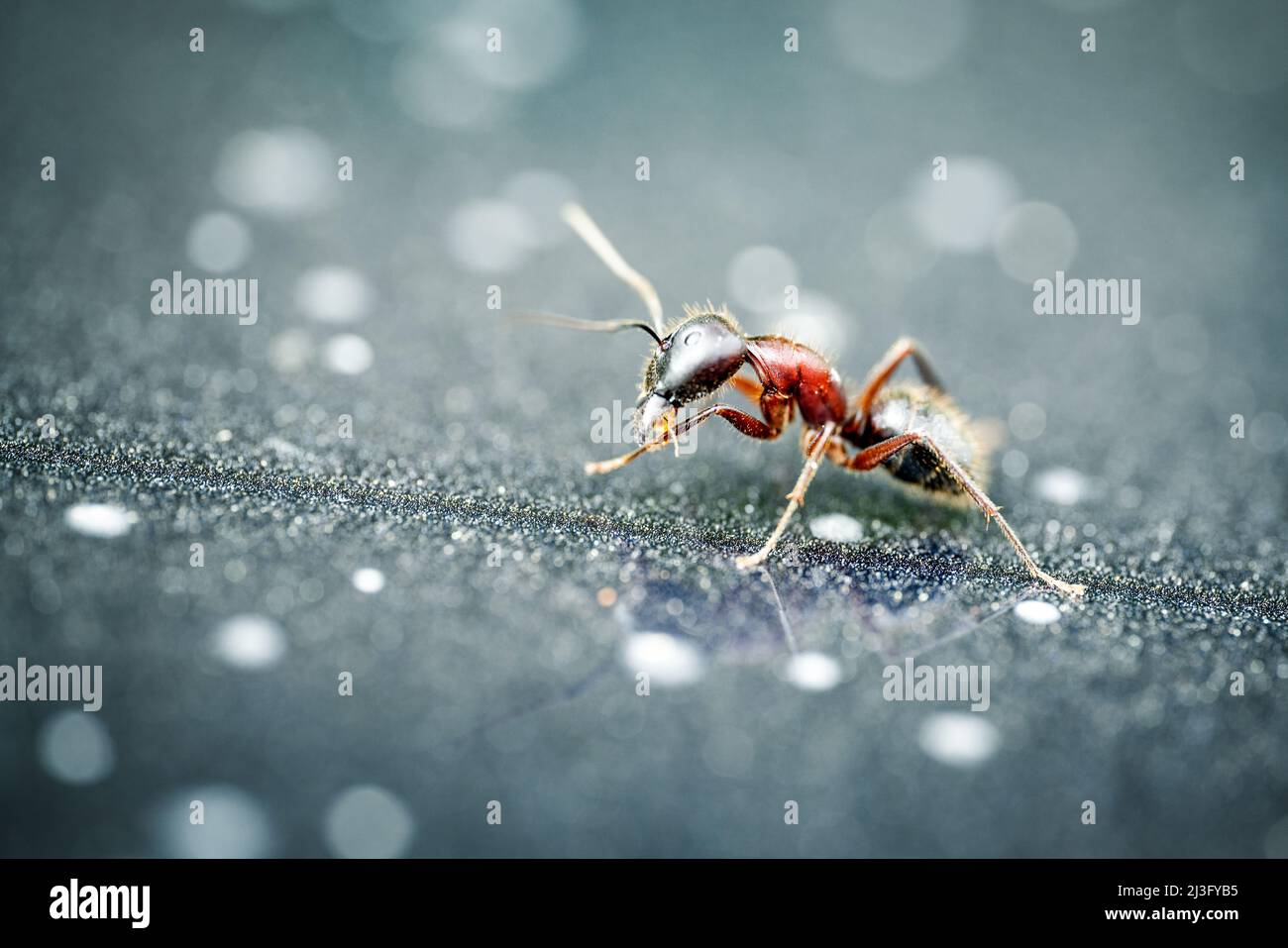 Makrofoto einer einzelnen Ameise mit Details. Nahaufnahme von Innsekt isoliert auf unscharfen Hintergrund. Hochwertige Fotos Stockfoto