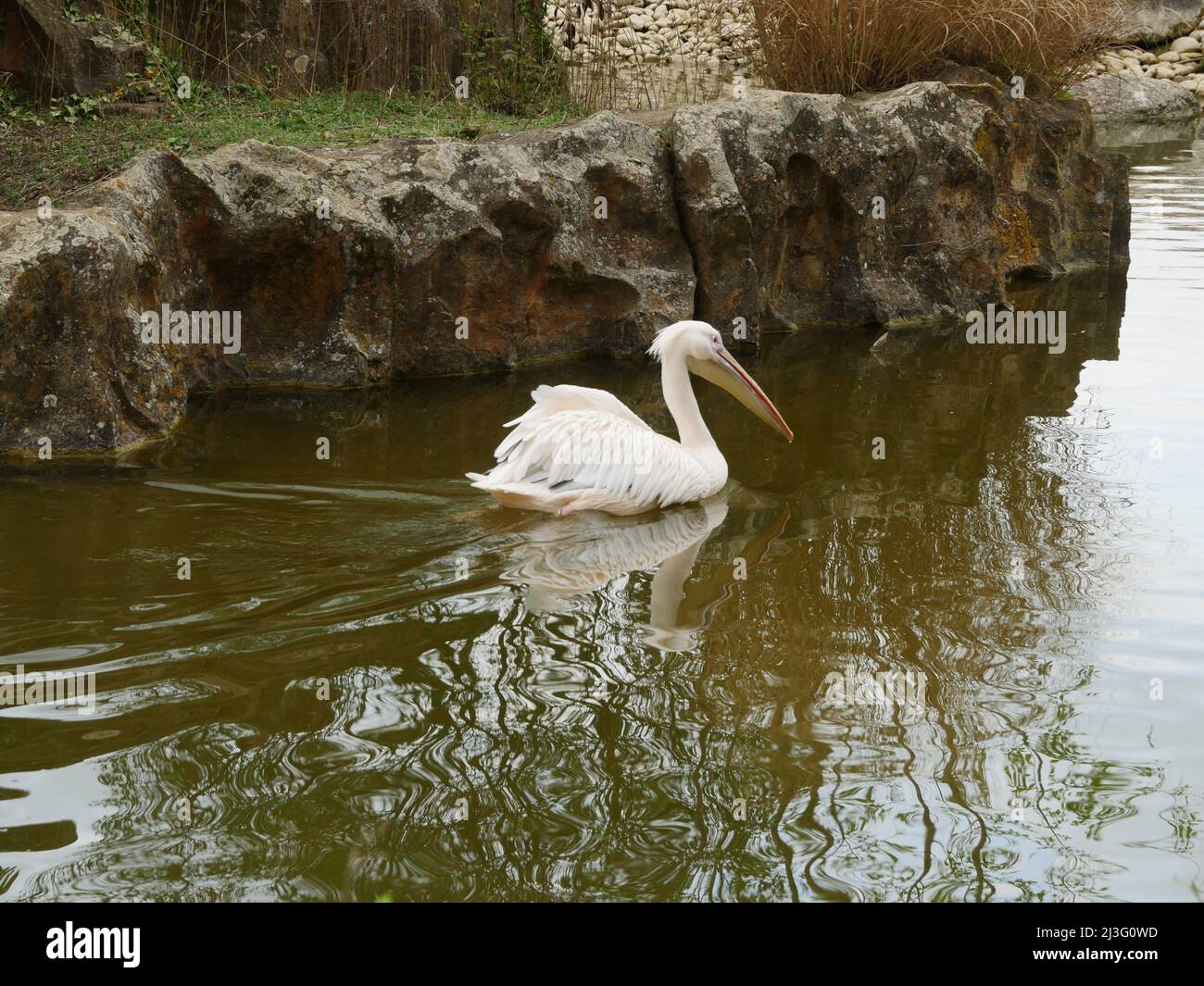 Pelikan Stockfoto