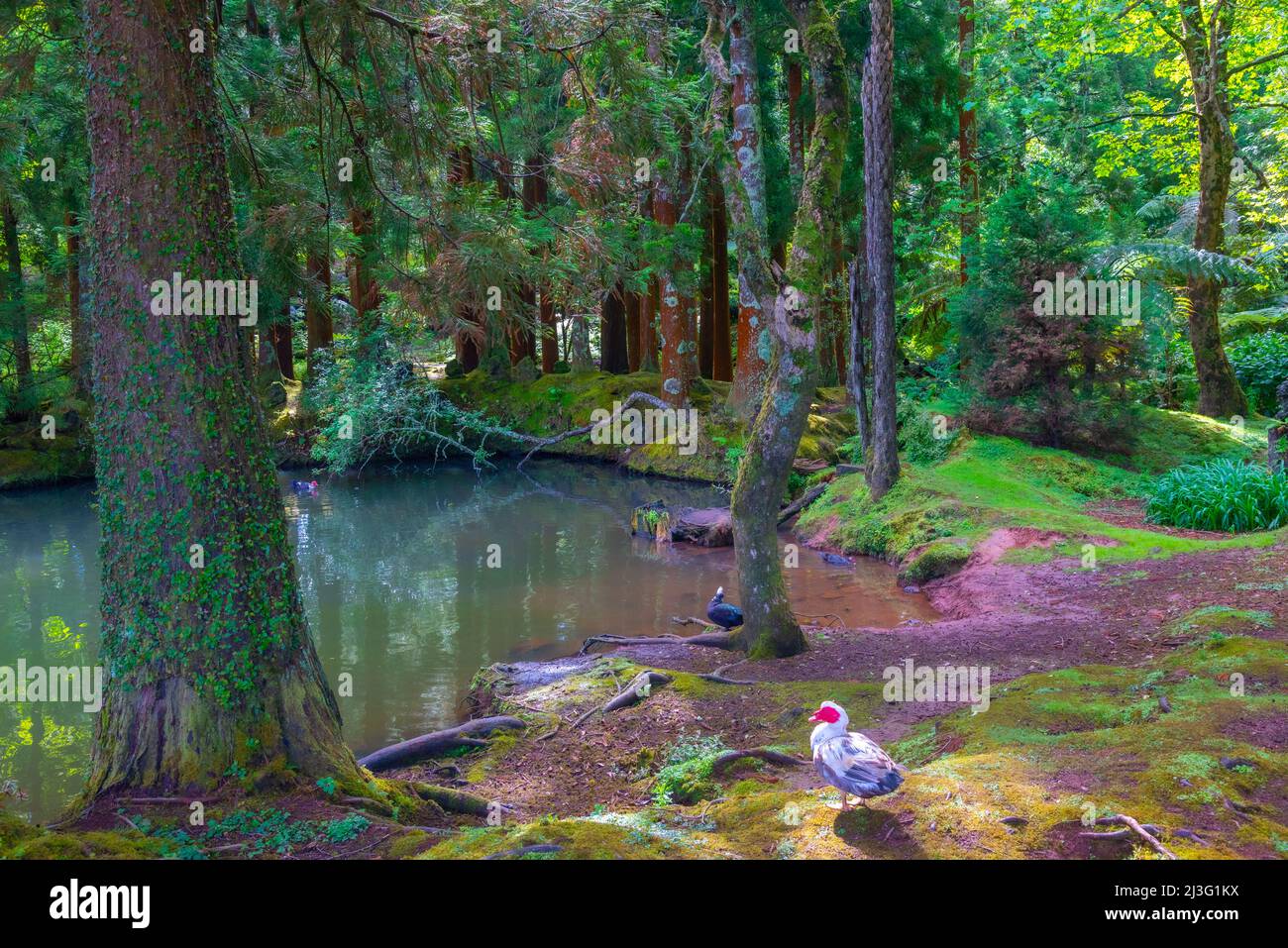 Sete Fontes forrestal Park auf der Insel Sao Jorge in Portugal. Stockfoto