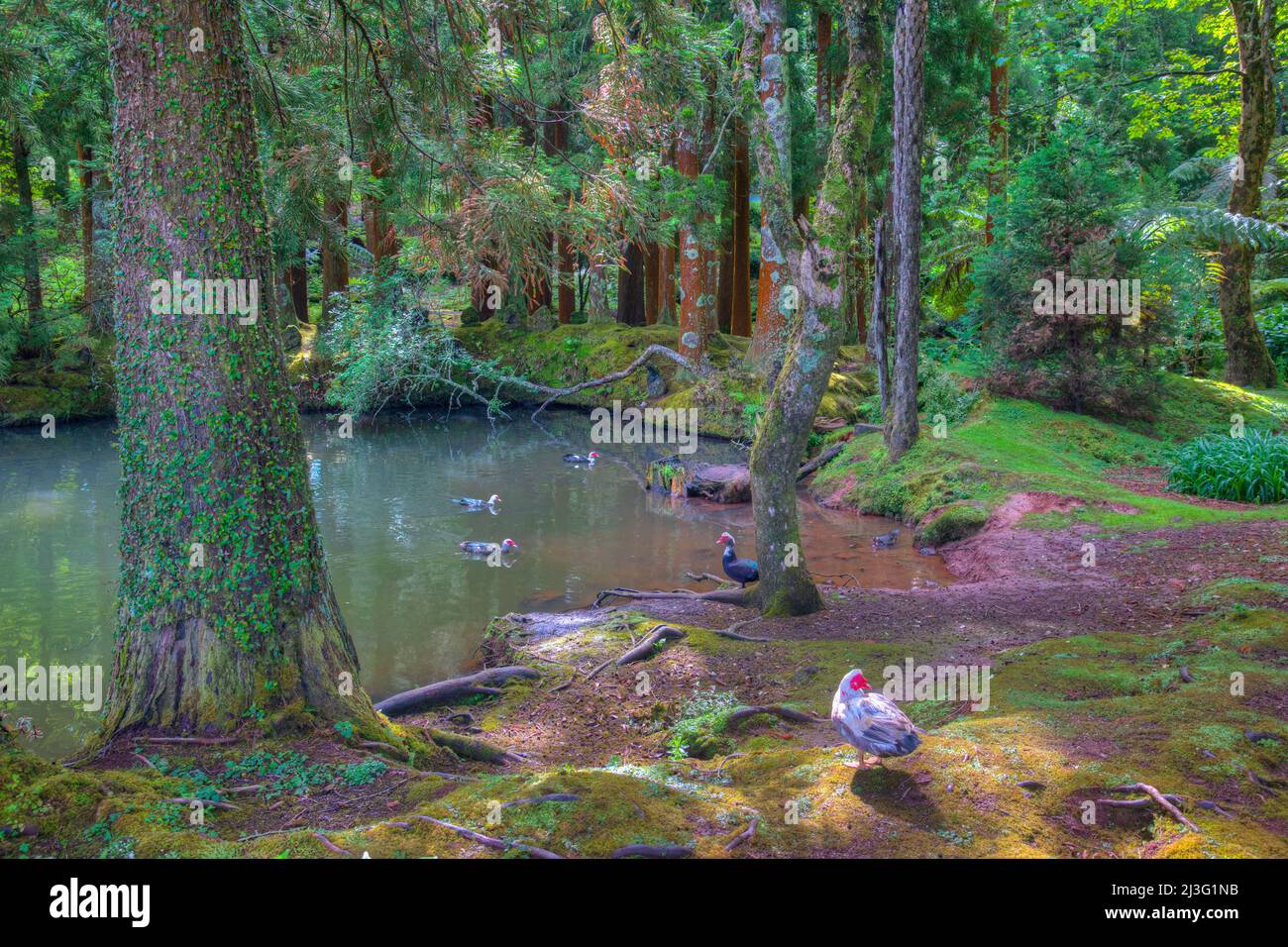 Sete Fontes forrestal Park auf der Insel Sao Jorge in Portugal. Stockfoto