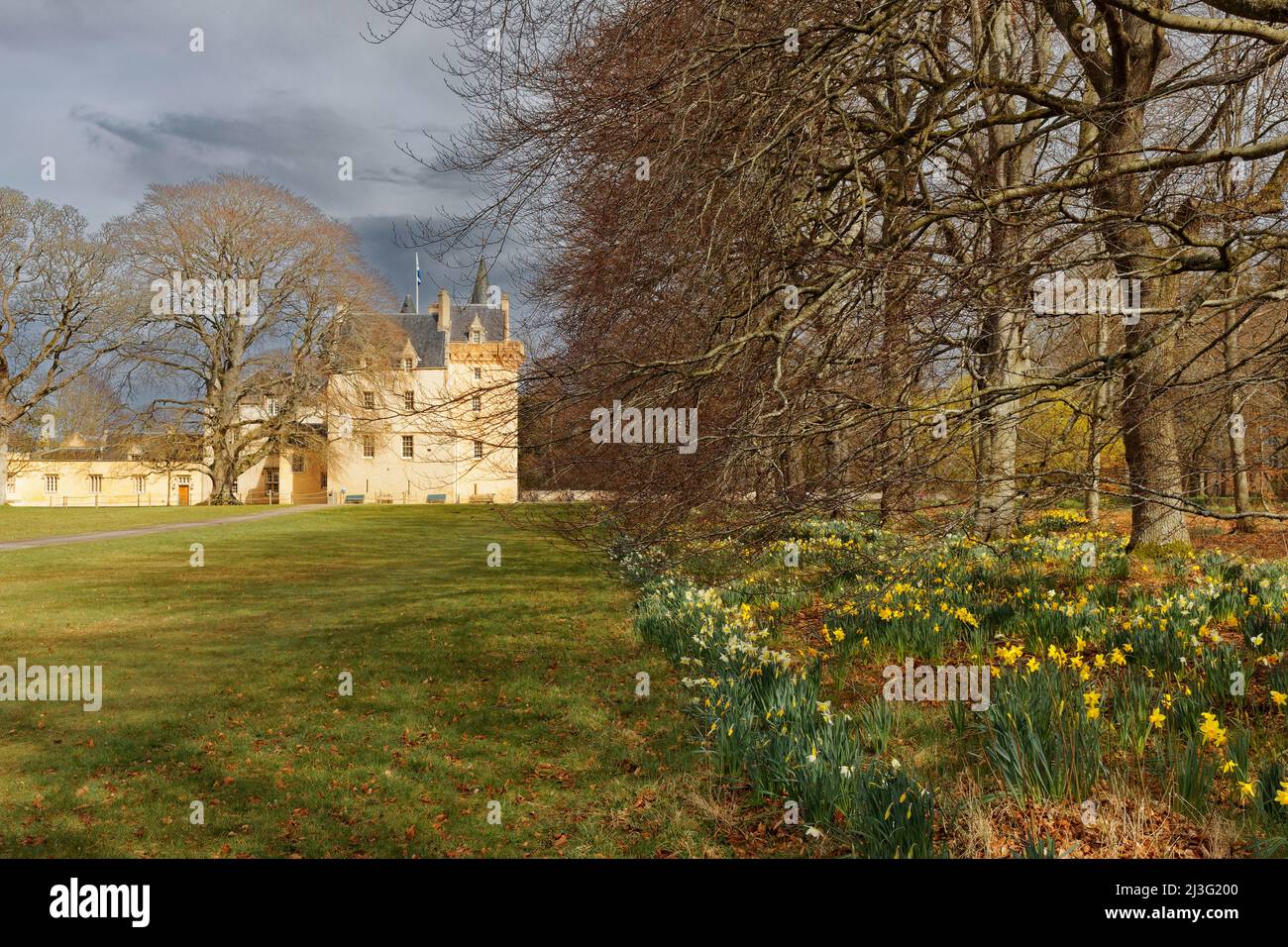 BRODIE CASTLE FORRES SCOTLAND FRÜHEN FRÜHLING MIT NARZISSEN WACHSEN UNTER DEN BUCHEN Stockfoto