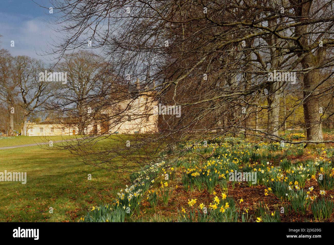 BRODIE CASTLE FORRES SCHOTTLAND FRÜHLING MIT NARZISSEN WACHSEN UNTER DEN BUCHEN Stockfoto