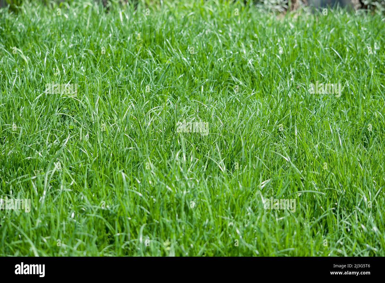 Natürliche grün getrimmt Grasfeld Hintergrund für Garten und Sport Stockfoto