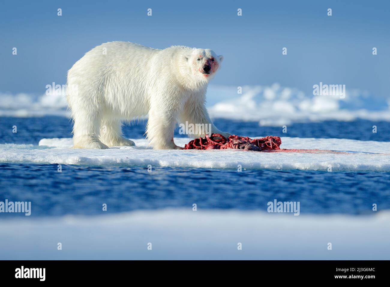 Eisbär auf dem Eis. Gefährliche Eisbären im Eis mit Robbenkadaver aufbringen. Wildlife-Action-Szene aus arktischer Natur. Blutige Szene mit rotem Blut Stockfoto