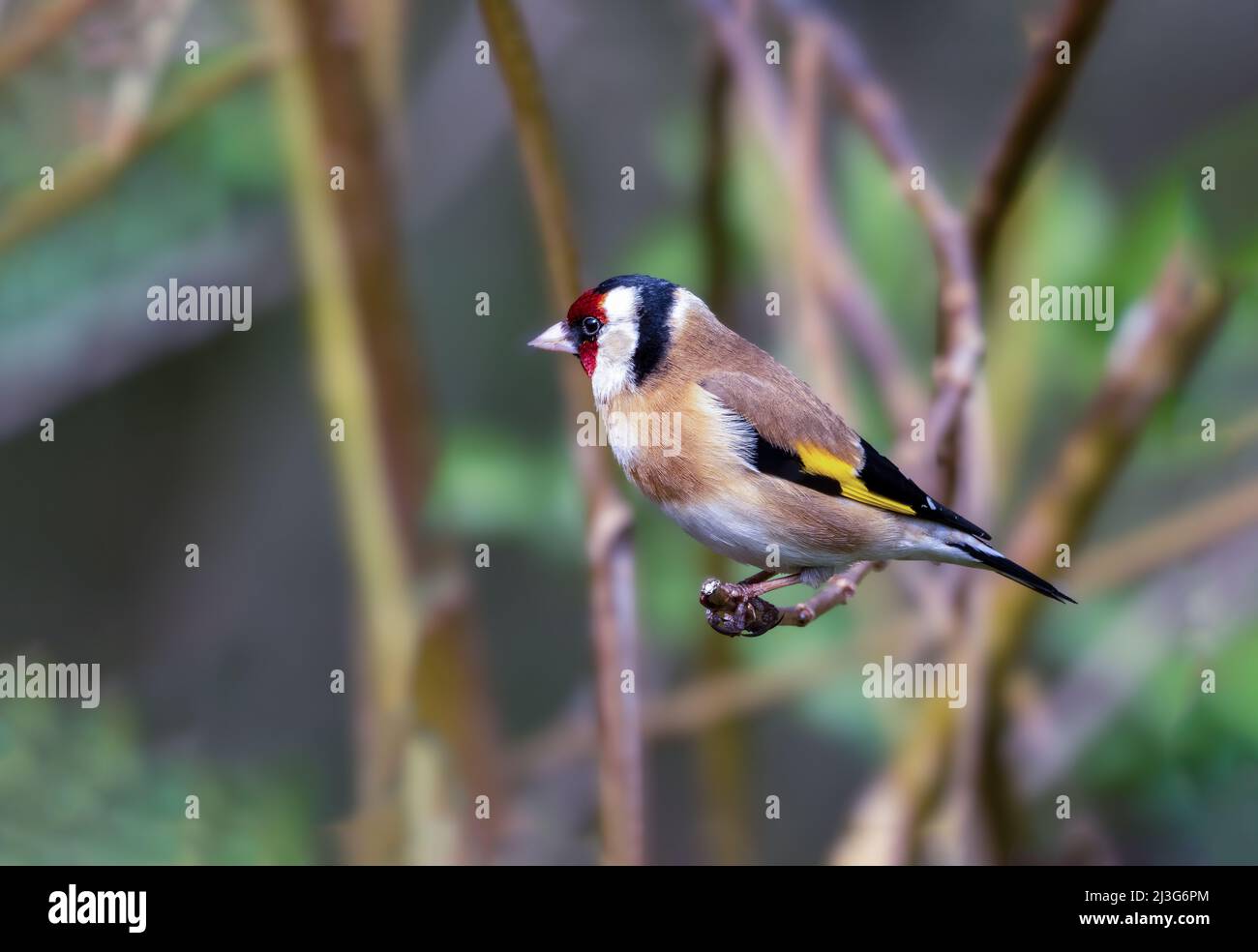 Eurasischer Goldfink Carduelis carduelis im Vereinigten Königreich Stockfoto