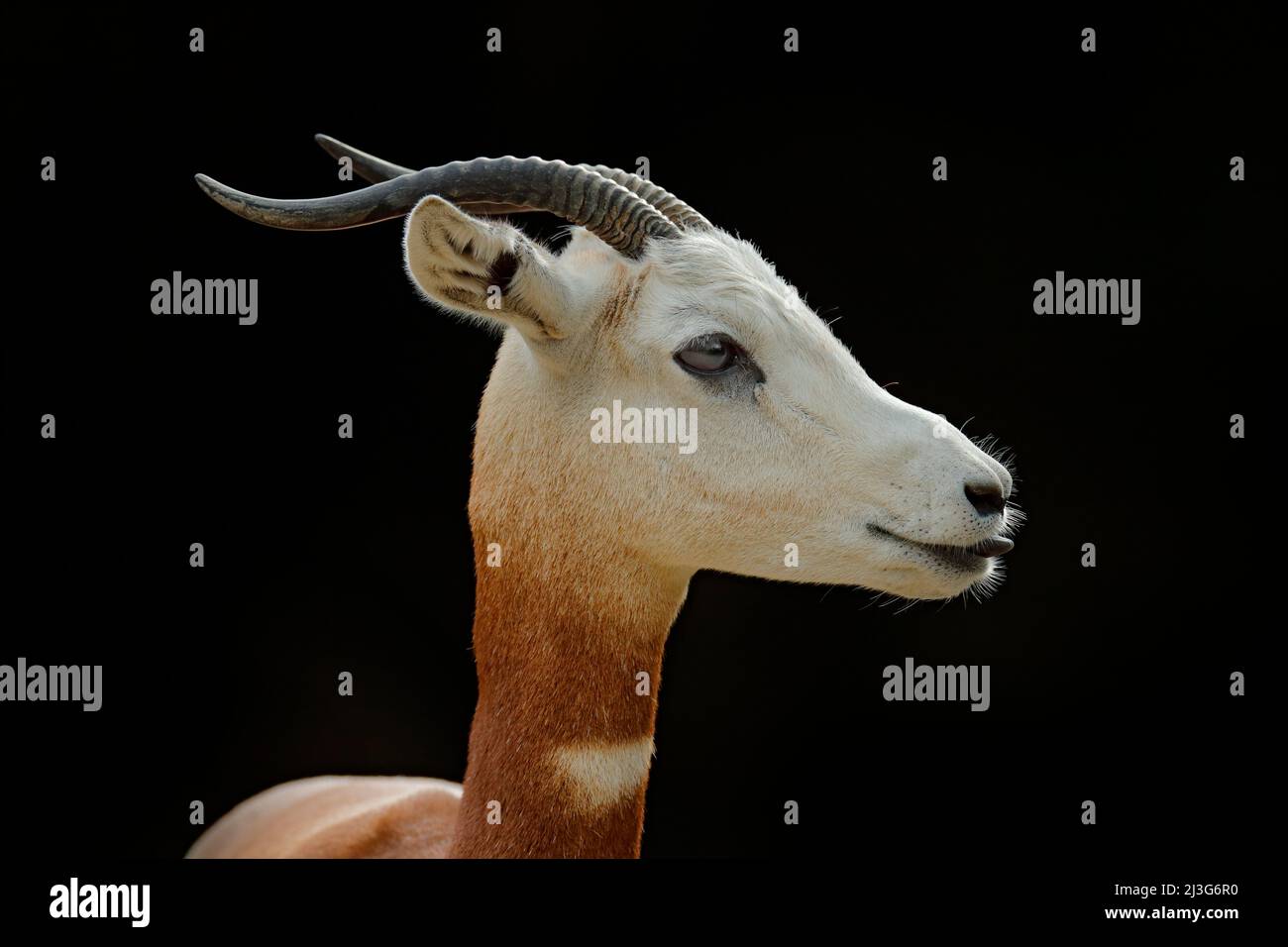 Dama Gazelle, Addra Gazelle oder Mhorr Gazelle, Nanger dama, Detail Portrait mit Horn. Tier aus Afrika. Nahaufnahme des Gesichts. Der Gazelle. Wild Stockfoto
