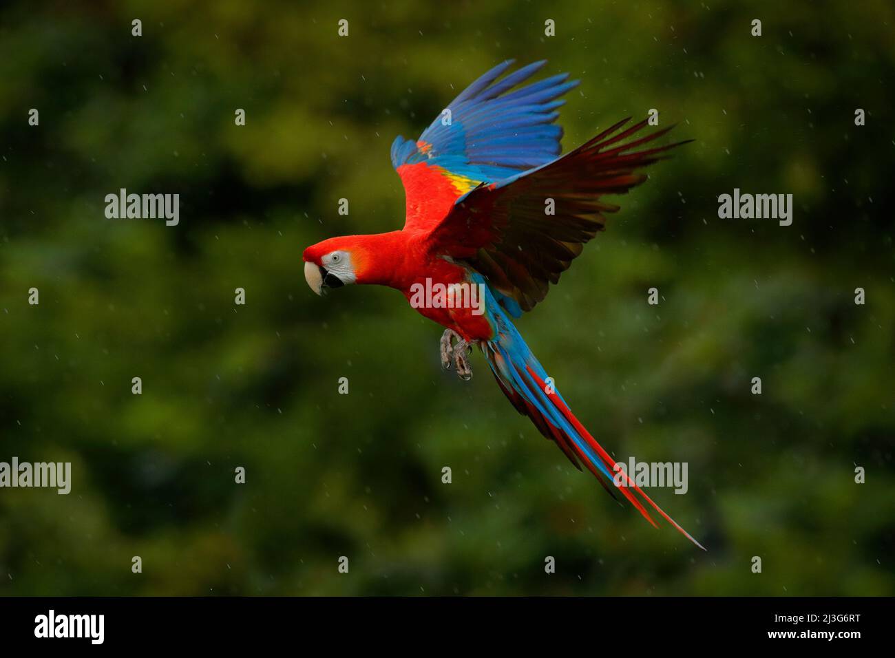 Papagei fliegen -Fotos und -Bildmaterial in hoher Auflösung – Alamy