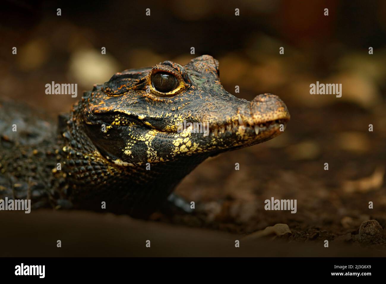 Afrikanisches Zwergkrokodil, breitschnupfiges knöcheriges Krokodil, Osteolaemus tetraspis, Detailportrait in Naturlebensraum. Eidechse mit großem Auge. Wildtierszene f Stockfoto