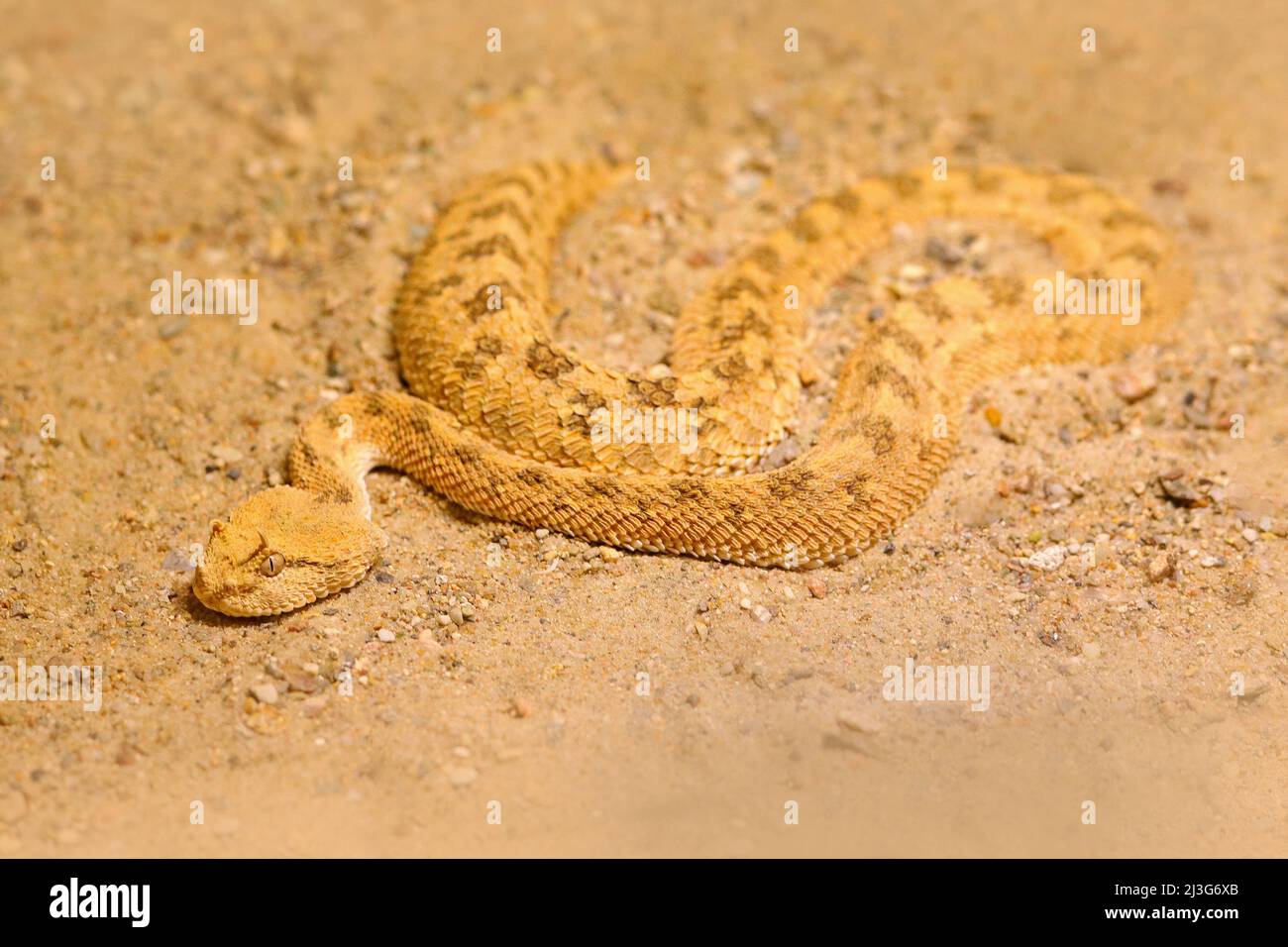 Sahara-gehörnte Wüstenviper, Cerastes cerastes, Sand, Nordafrika. Supraorbitale „Hörner“ auf dem Kopf. Gefährliches Tier im gelben Sand versteckt, S Stockfoto