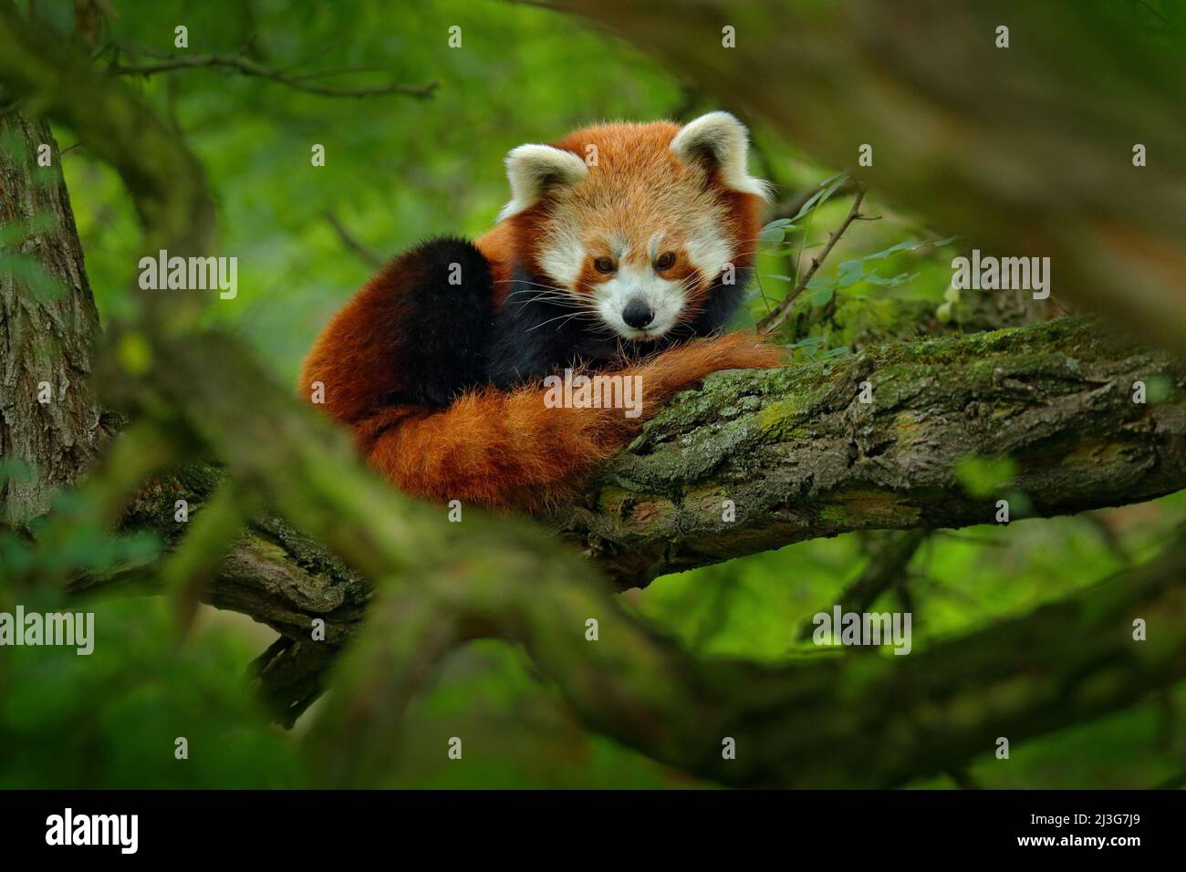 Roter Panda, der auf dem Baum mit grünen Blättern liegt. Niedlicher Pandabär im Waldlebensraum. Wildtierszene in der Natur, Chengdu, Sichuan, China. Baumverzweigung mit Stockfoto