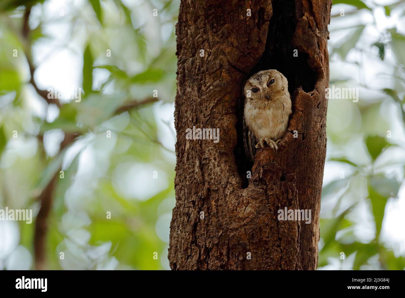 Indische Scheule, Otus bakkamoena, seltener Vogel aus Asien. Malaysia schöne Eule in der Natur Wald Lebensraum. Vogel aus Indien. Fischeule sitzt auf dem Stockfoto