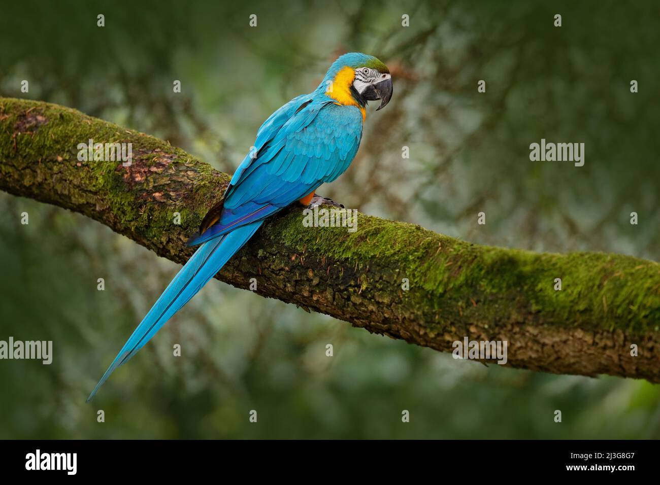 Blau-gelber Ara, Ara ararauna, großer südamerikanischer Papagei mit blauen Oberteilen und gelben Unterteilen. Schöner Vogel, in der Natur Lebensraum. Wi Stockfoto