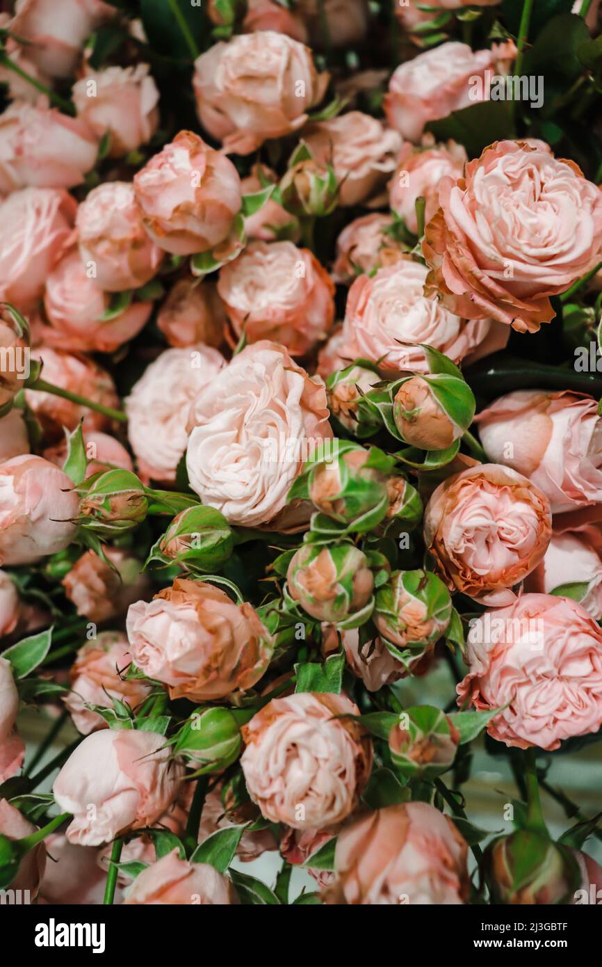 Pfirsich rosa bombastische Rosen weichen selektiven Fokus Hintergrund. Stockfoto