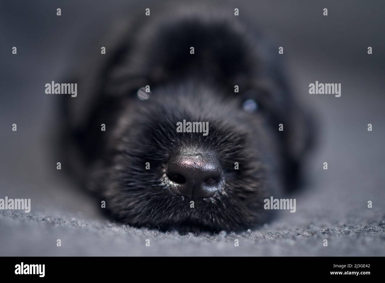 Nahaufnahme des Welpen vom schwarzen Riesenschnauzer. Nase eines niedlichen Hundes auf dem Sofa liegend. Stockfoto