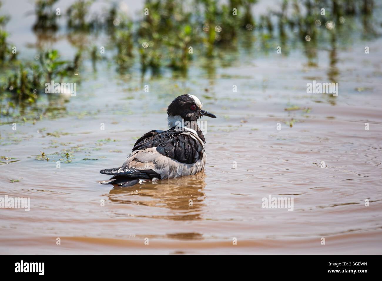 Schwimmen Schmied Lapwing Vanellus armatus am Nkayapan Wasserloch, Kruger National Park, Südafrika Stockfoto