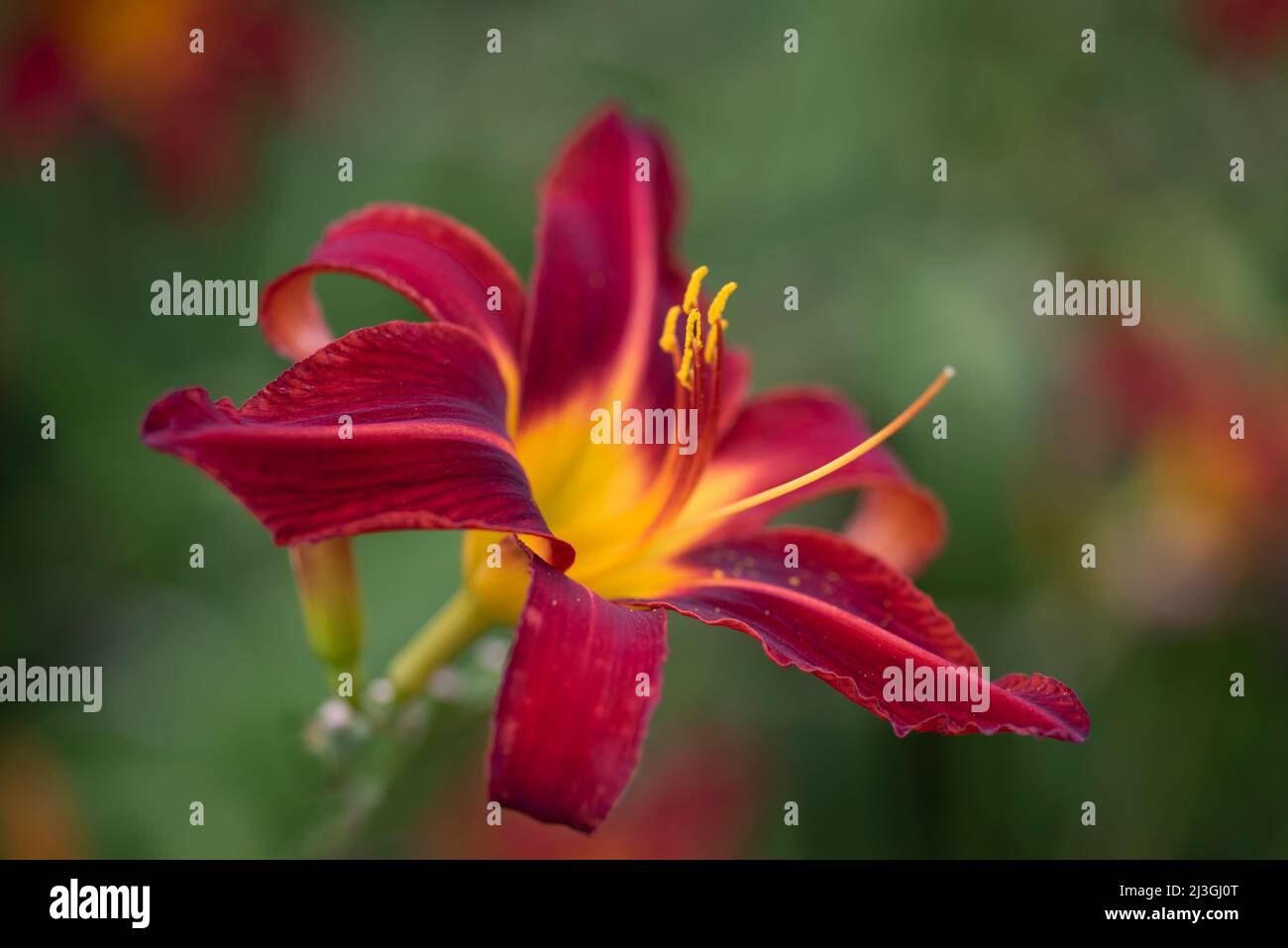 Hemerocallis 'Stafford' - Taglilie Stockfoto