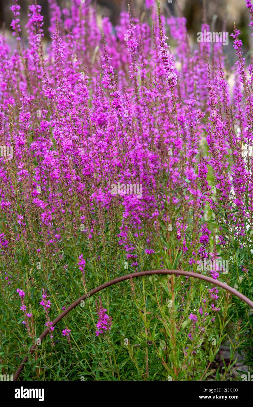 Lythrum virgatum Dropmore Purple Stockfoto