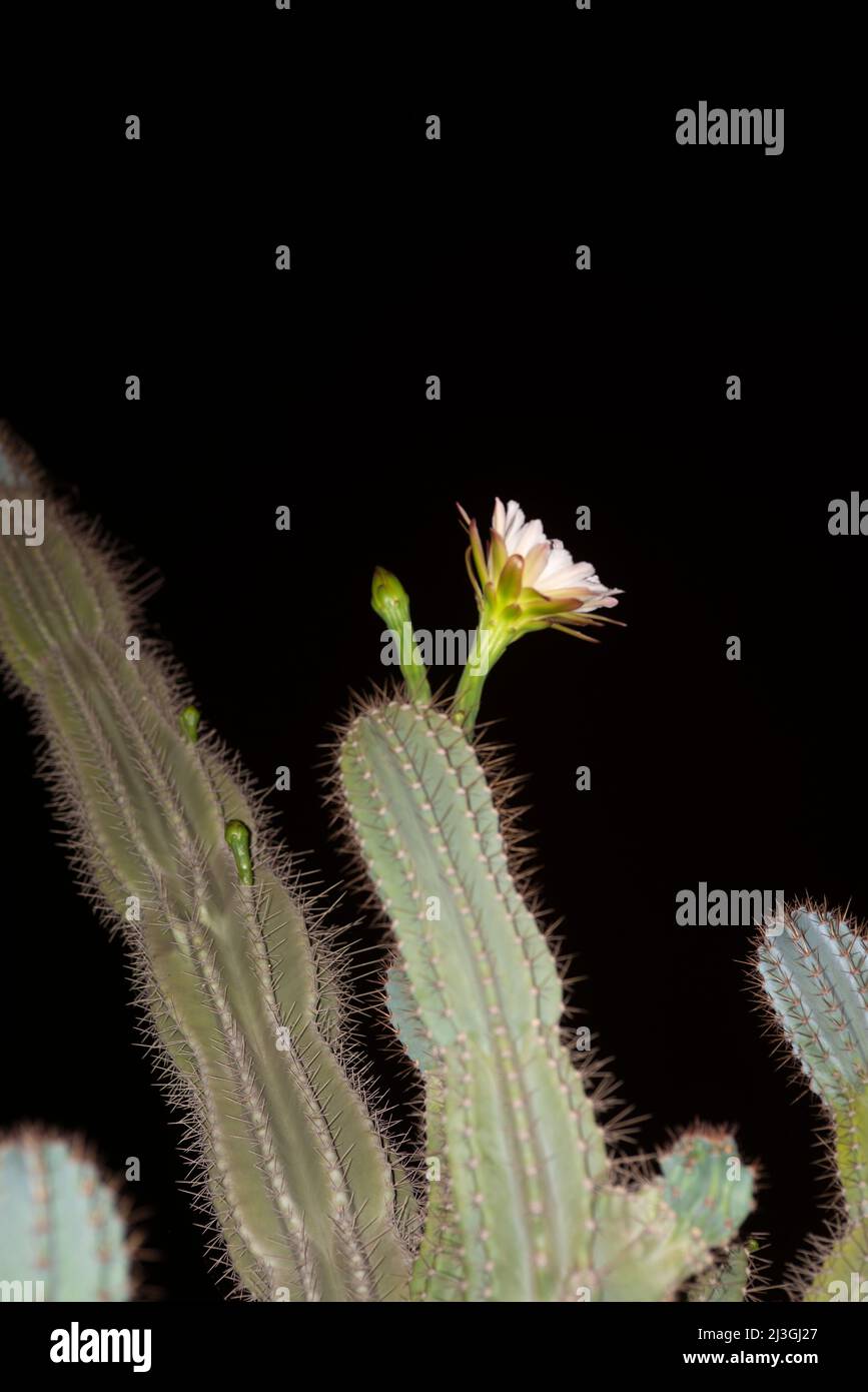 Cereus Cactus Stockfoto